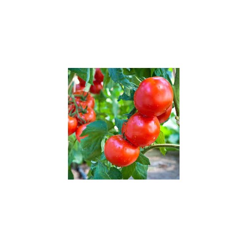 Heirloom Non-GMO Tomato Seeds for Home Gardening and Planting [neera-v5-e36202dbf798301a516a]