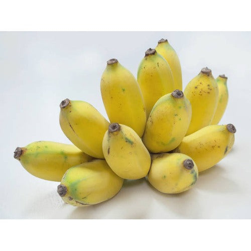 Pisang Awak Dwarf Banana Fruit Seeds for Planting [neera-v5-e3658c749313a685c086]