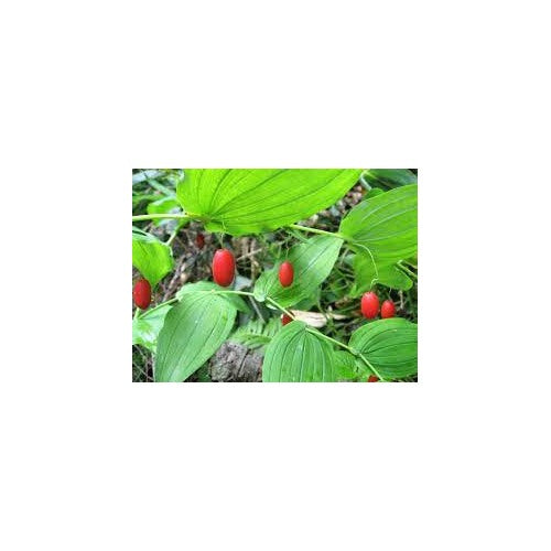 Watermelon Berry Fruit Seeds for Planting [neera-v5-e36b334ed4786db54d45]