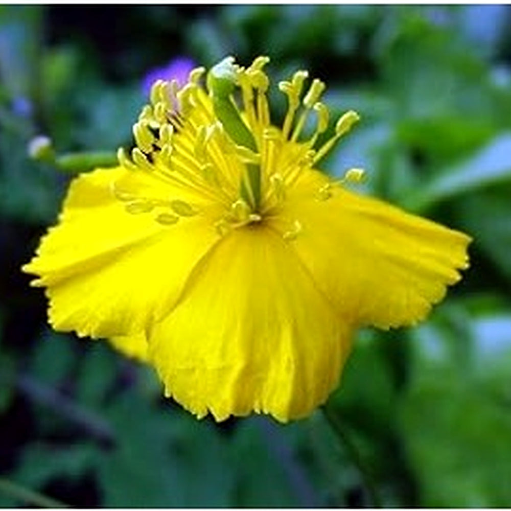 Heirloom Non-GMO Celidonia Flower Seeds for Wild Medicinal and Shade Garden Planting [neera-v5-e37a80b1e0c3a6b372ed]