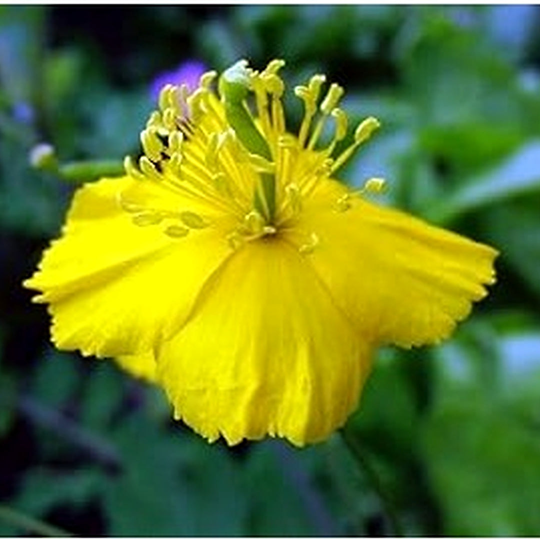 Heirloom Non-GMO Celidonia Flower Seeds for Wild Medicinal and Shade Garden Planting [neera-v5-e37a80b1e0c3a6b372ed]