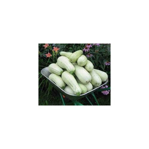 Aspirant White Bush Zucchini Squash Seeds for Planting [neera-v5-e37f7f9108c4d8328b8e]