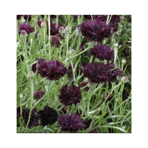 Black Purple Cornflower Bachelor Button Ball Cut Flowers Usa Non Gmo Heirloom Flower Seeds Home [neera-v5-e3859164dc3e9d4a600f]