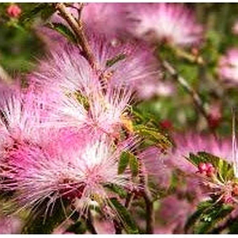 Pink Calliandra Eriophylla Plant Seeds for Planting [neera-v5-e38b86a68dbdd4ac73aa]