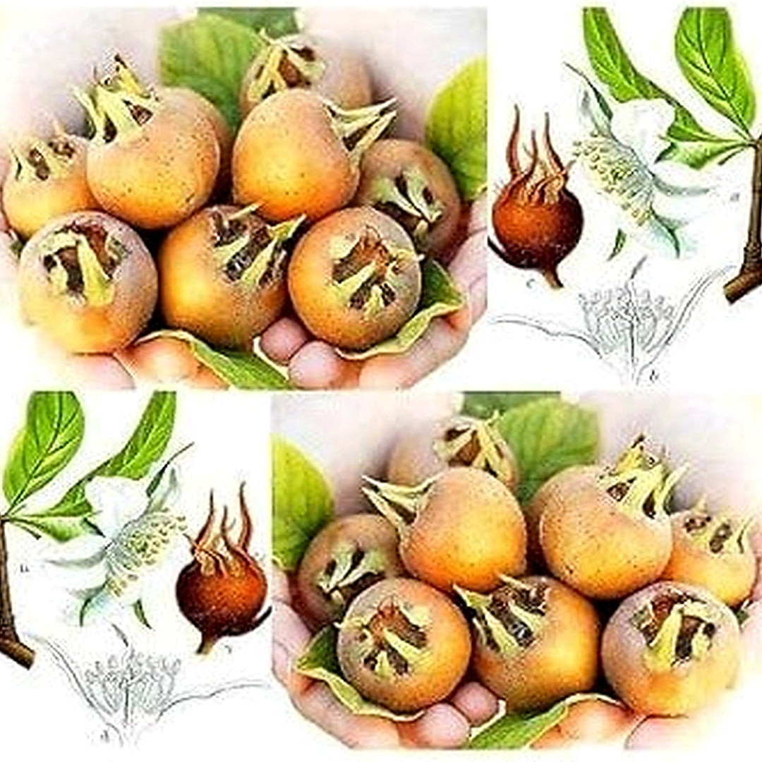 Brown Mespilus Germanica Plant Flower Seeds for Home Garden Planting, Premium Organic Blooming [neera-v5-e3941e532e541fbe5076]