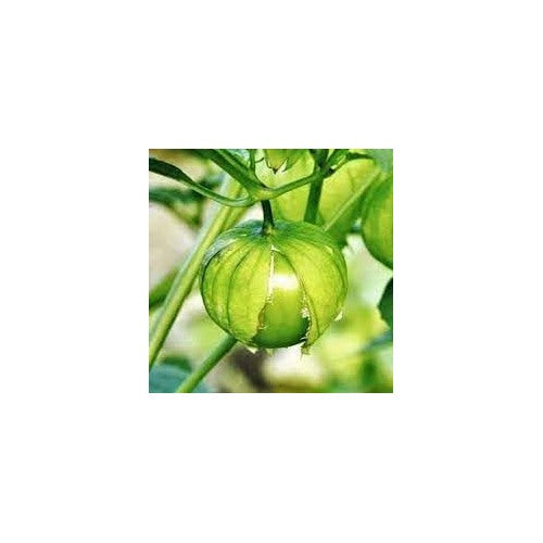 Heirloom Non-GMO Tomatillo Vegetable Seeds for Home Garden Planting [neera-v5-e394b2ae5cec53ee826e]