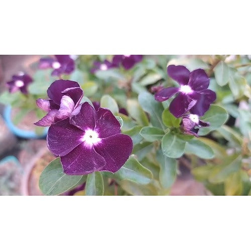 Periwinkle Vinca Dark Purple Flower Seeds [neera-v5-e399a32477be45c364ec]