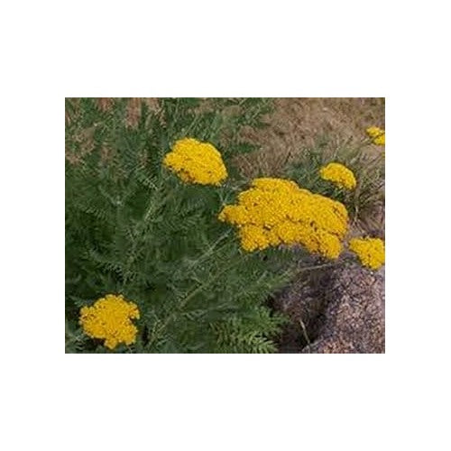 Heirloom Yellow Yarrow Flower Seeds for Planting [neera-v5-e3ec7ffb7ddcd8be7102]