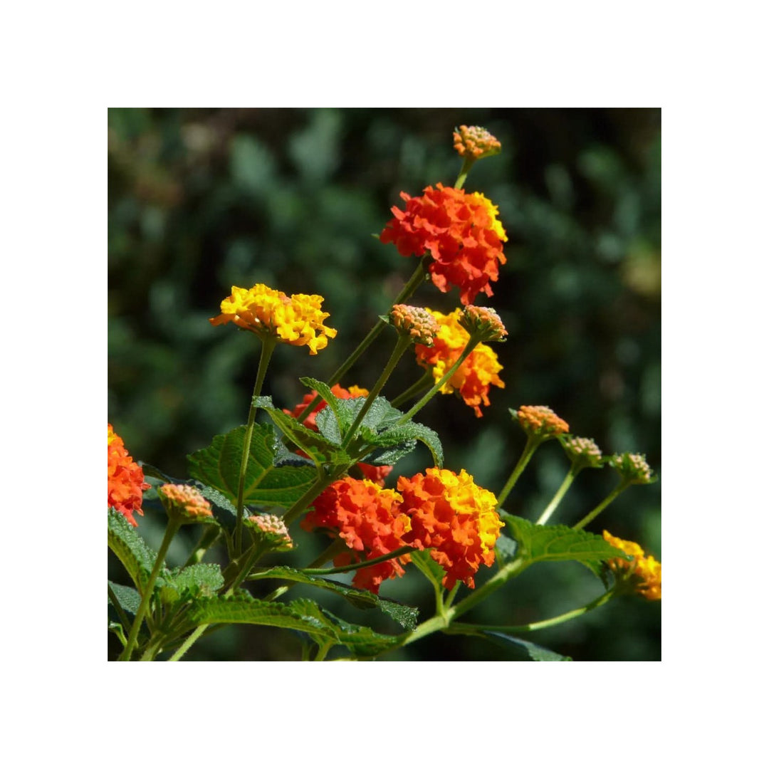 Heirloom Non Gmo Lantana Flower For Planting Bright Butterfly Friendly Garden Blooms Flower Seeds [neera-v5-e3eea5a9cc70094aa490]