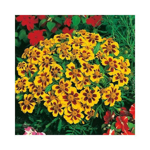 Dainty Marietta Dwarf Marigold Planting Heirloom Non Gmo Easy To Grow Annual Blooms Flower [neera-v5-e40e9c5b5023b821d458]