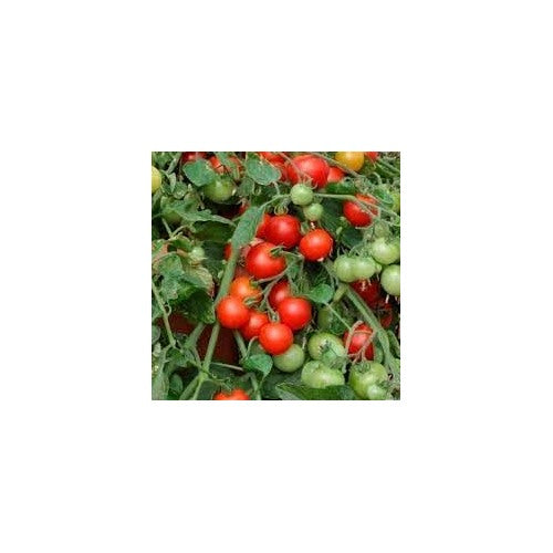 Tomato Vegetable Seeds for Planting [neera-v5-e410b4e9b8c04e6502d9]