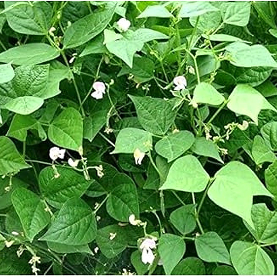 Green Tepary Bean Seeds for Planting [neera-v5-e4218fc634c334114e14]