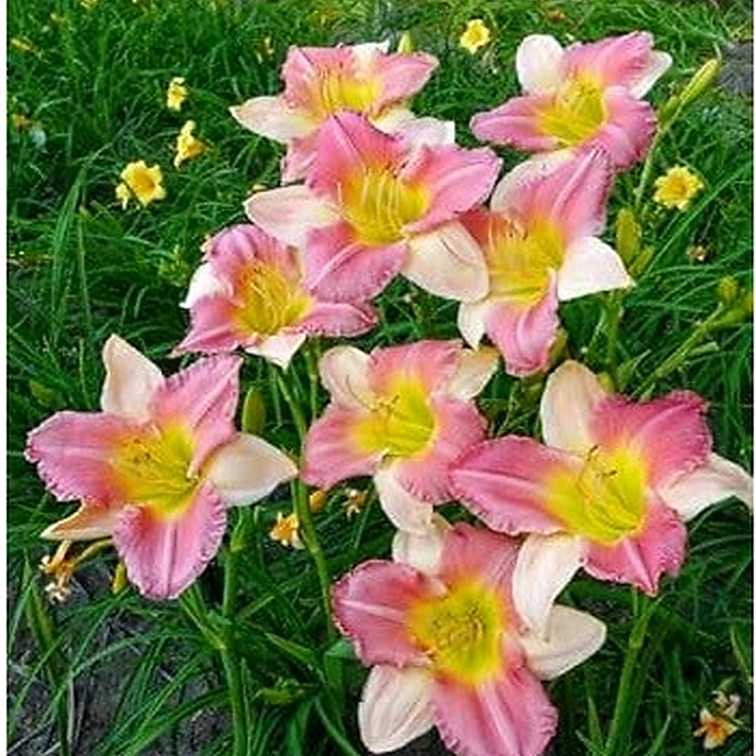 Pink White Heirloom Non Gmo Hemerocallis Flower Planting Vibrant Perennial Blooms Flower Seeds [neera-v5-e42b425901d6afce6296]