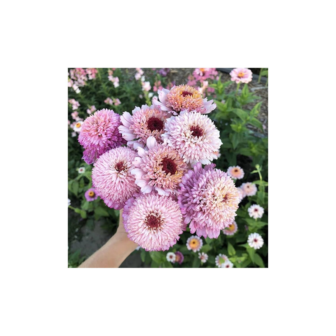 Zinnia Elegans Zinderella Lilac Flower Seeds for Planting Heirloom Non-GMO High Germination Organic Garden Seeds [neera-v5-e444661c67279beeb469]