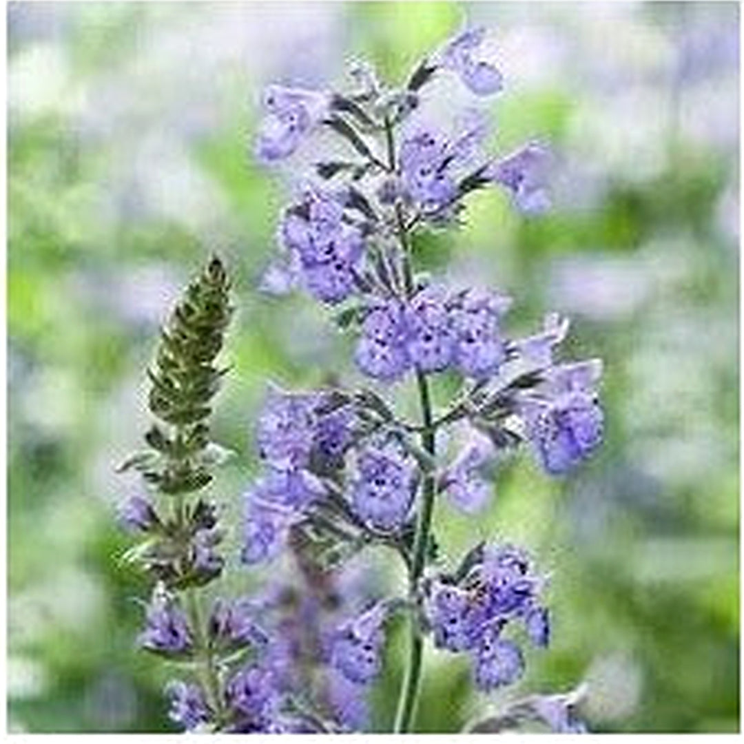 Nepeta Racemosa Flower Seeds for Planting [neera-v5-e4515669e5e4e4b84e28]