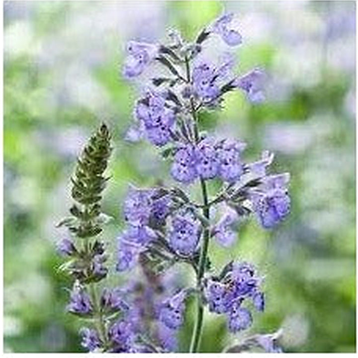 Nepeta Racemosa Flower Seeds for Planting [neera-v5-e4515669e5e4e4b84e28]