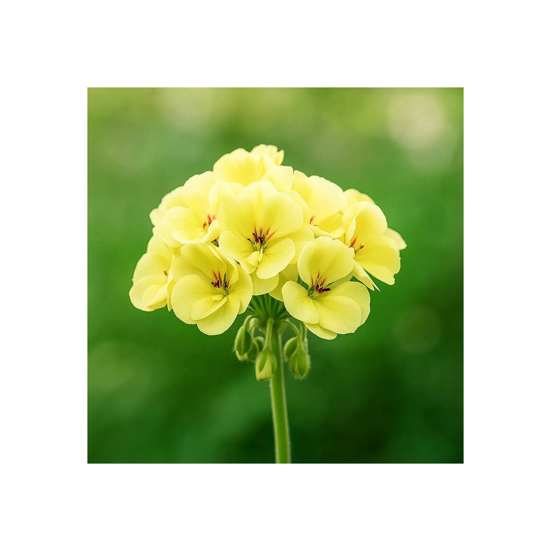 Japanese Geranium Geranium Thunbergii Flower For Groundcover And Backyard Planting Flower Seeds for [neera-v5-e45493350f13de16aafa]