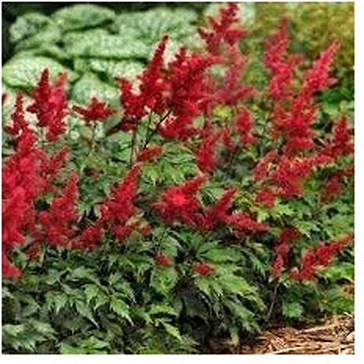 Heirloom Astilbe Arendsii Flower Seeds Non-GMO for Garden Planting Feathered Shade Blooms [neera-v5-e45892c1d97c37129c92]