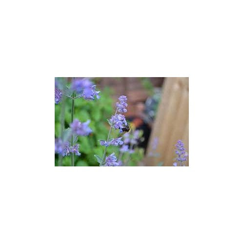 Heirloom Non-GMO Violet Catmint Flower Seeds for Planting [neera-v5-e45c7f8e426360ed0f8c]