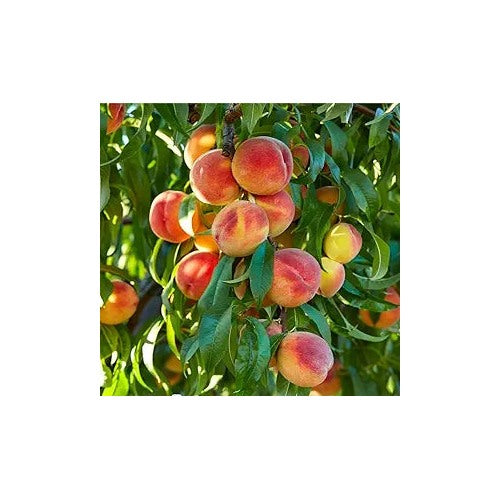 Nemaguard Peach Fruit Tree Seeds for Planting [neera-v5-e45fdafee431381ead9d]