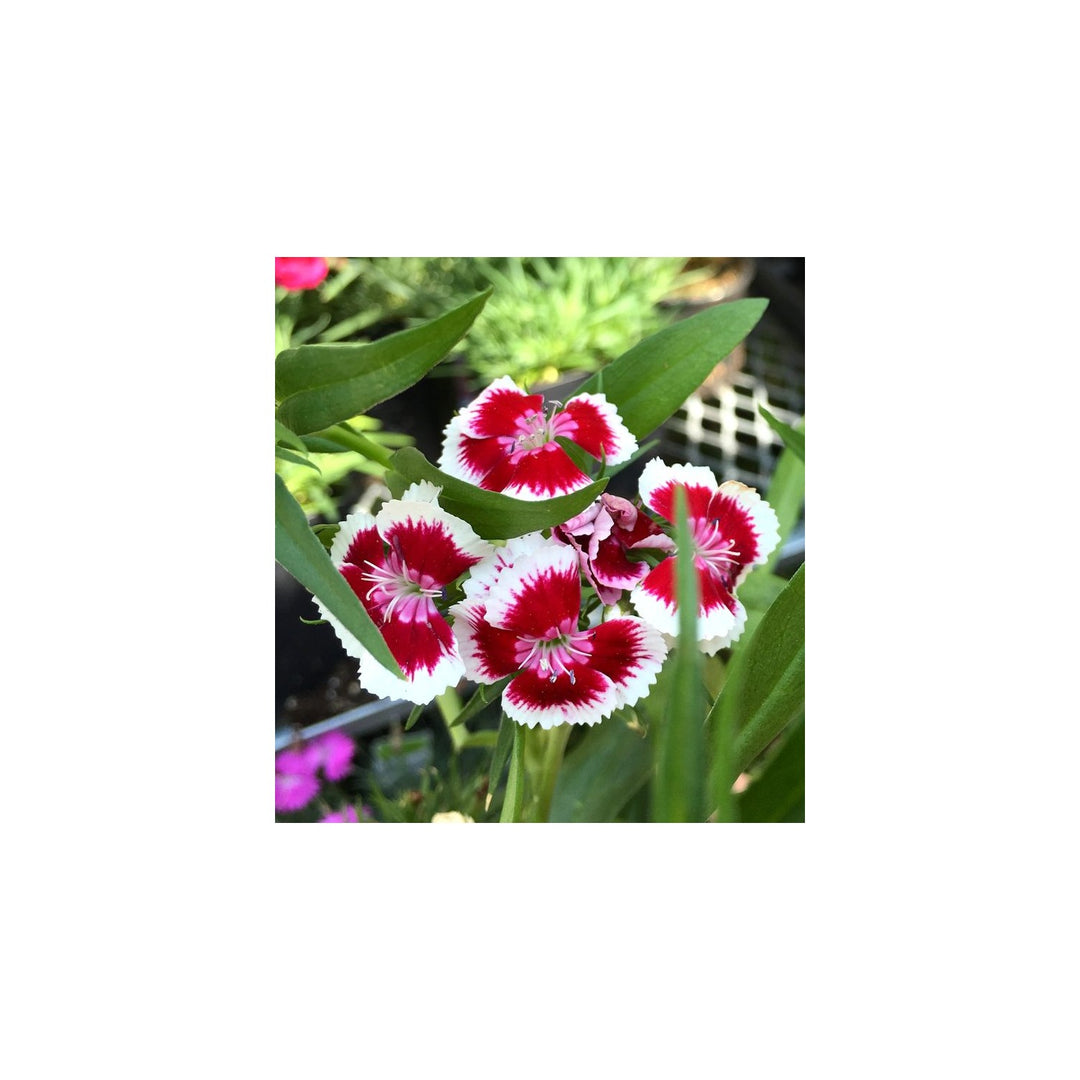 White Red Dianthus Flower Heirloom Non Gmo Planting Bright Garden Blooms Flower Seeds Home [neera-v5-e460b75a8bd6d322234d]