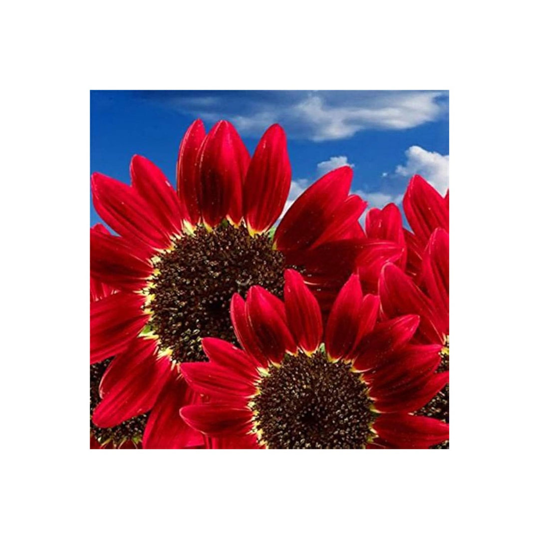 Red Sun Fortune Sunflower Helianthus Annuus Bright Ornamental Variety For Pollinators Flower Seeds [neera-v5-e465f2c0ebb677d4d139]