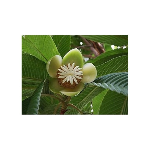 White Dillenia Flower Seeds for Planting-Heirloom & Non-GMO Seeds for planting [neera-v5-e46b4461050c37c0105f]