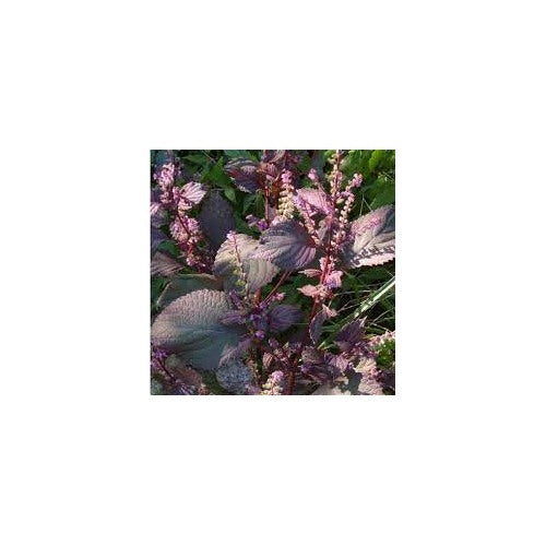 Wild Basil Beefsteak (Perilla) Seeds for Planting [neera-v5-e483d5f47c71ca082a1a]