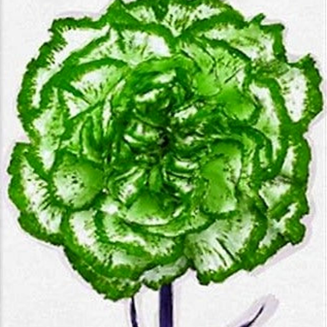 White Green Dianthus Caryophyllus Flower Seeds [neera-v5-e488705c2520c7eb919c]