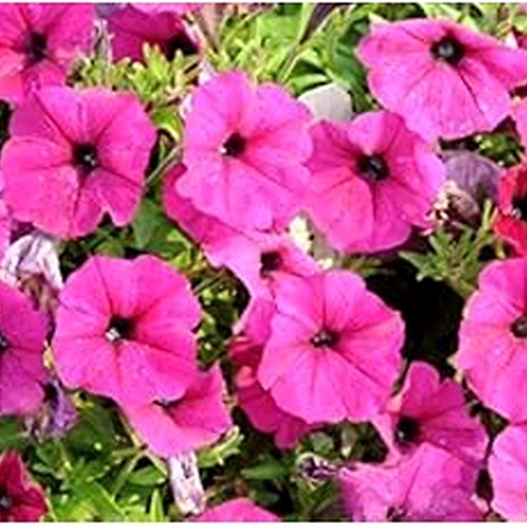 Pink Hanging Petunia Flower Seeds for Planting [neera-v5-e488effe8bd18a2436db]
