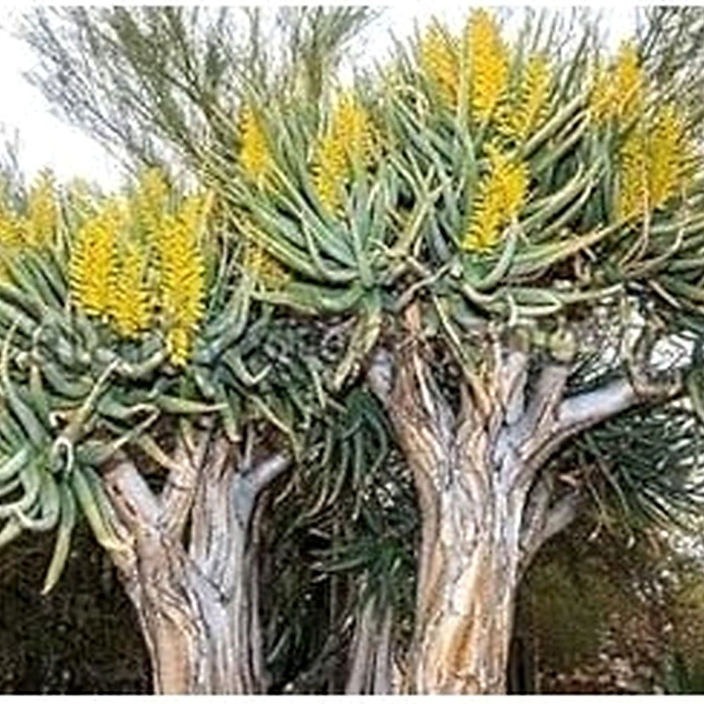 Green Aloe Dichotoma Plant Seeds for Planting [neera-v5-e489ca10657c2e0b5b02]