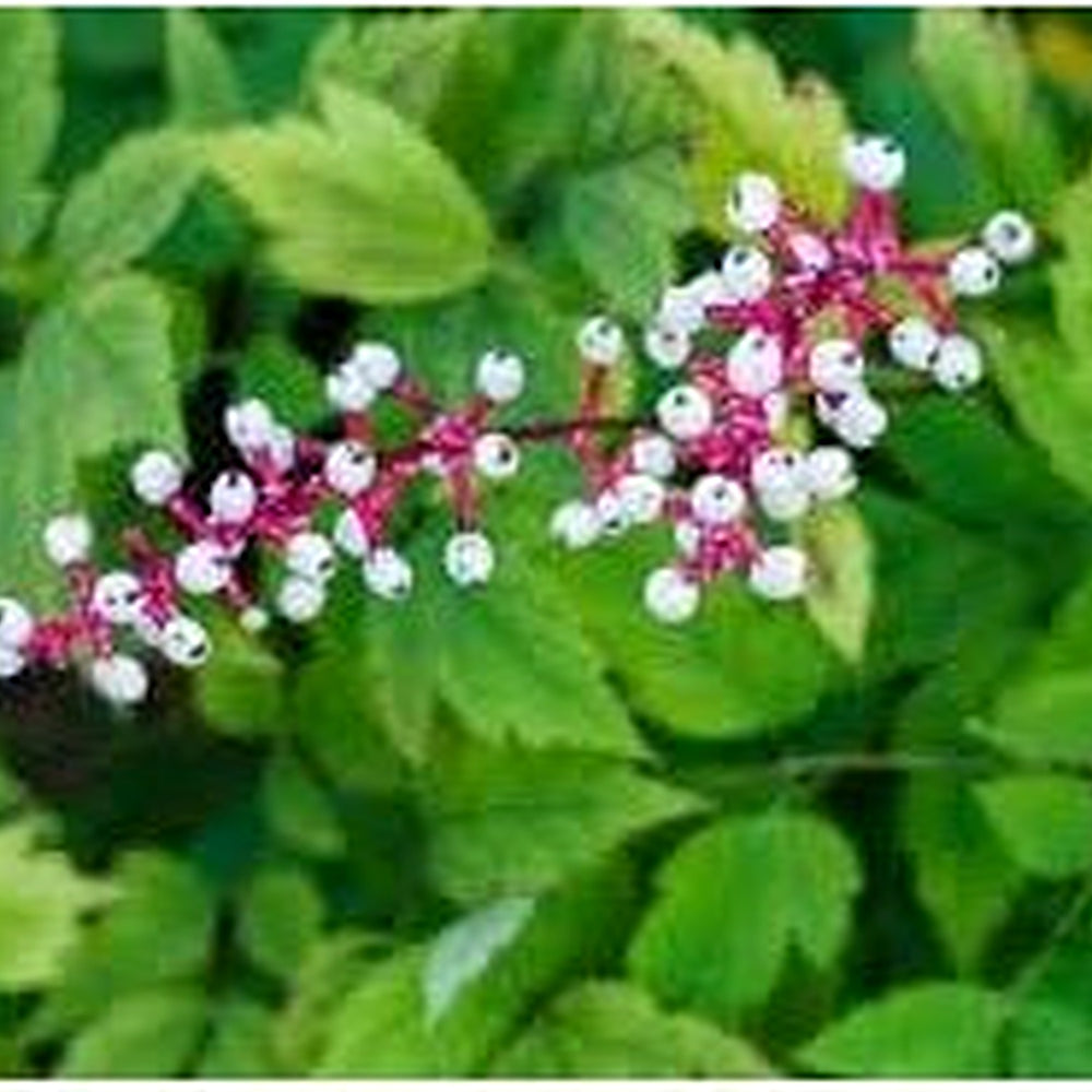 Actaea Pachypoda Flower Seeds [neera-v5-e49936a5f2b8ab22e76e]