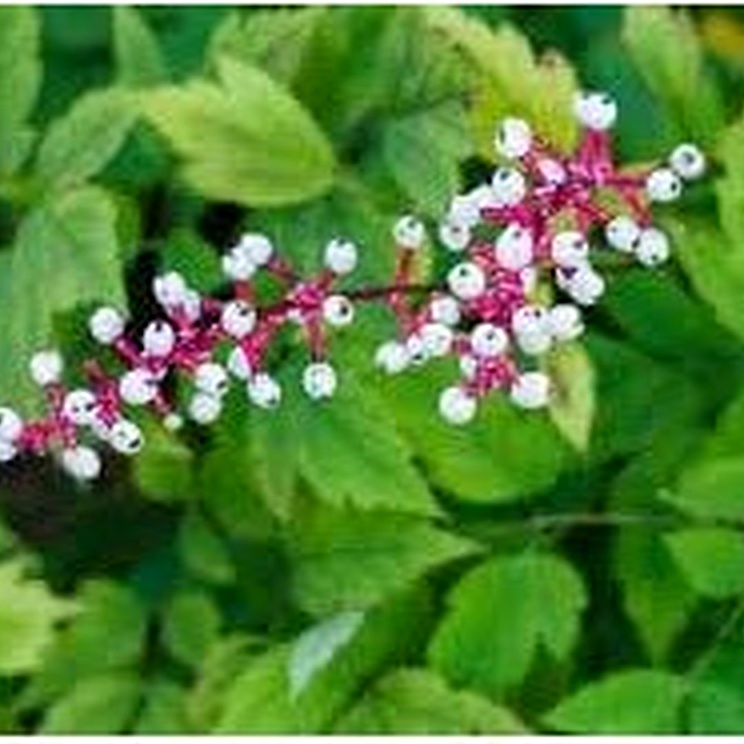 Actaea Pachypoda Flower Seeds [neera-v5-e49936a5f2b8ab22e76e]