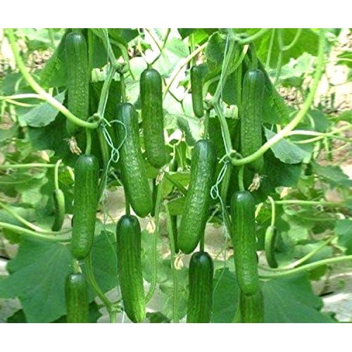 Heirloom Organic Cucumber Snake Greenhouse Louisa F1 Seeds for Planting [neera-v5-e49a29d45e3b44764093]