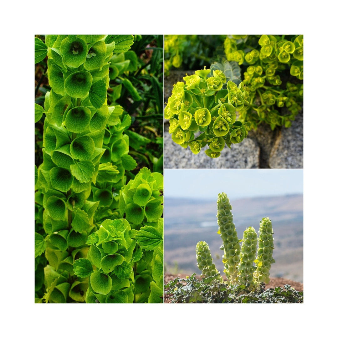 Heirloom Non Gmo Moluccella Laevis Bells Of Ireland Flower Unique Garden Borders And Planting [neera-v5-e4acacb427c75d8798ab]