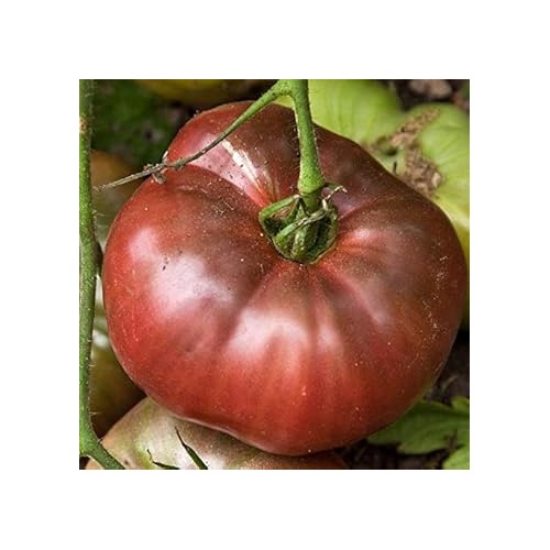 Heirloom Non-GMO Purple Red Tomato Seeds [neera-v5-e4b13e3b5ae366f1b6a9]
