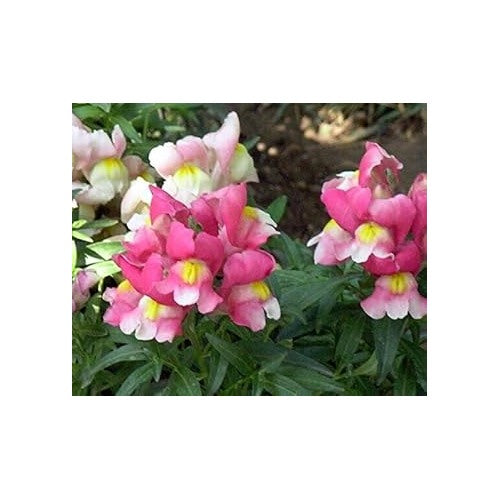 Mixed Snapdragon Flower Seeds for Planting [neera-v5-e4b1d21e8c84e1fb6ad8]