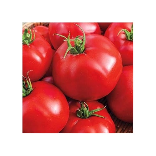 Red Tomato Seeds for Planting [neera-v5-e4ba07a528c8655f615f]