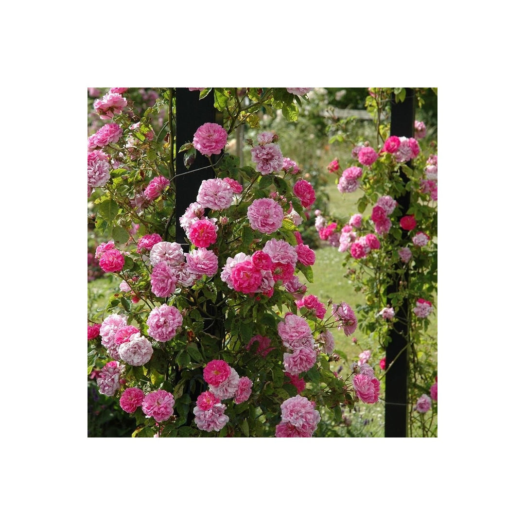 Rose Rosa Multiflora Rattan Climbing Flower For Planting In Vertical Garden Or Trellis Backyard [neera-v5-e4bd32ee18bfdca6a5dd]
