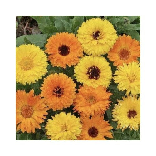 Calendula Planting Pacific Beauty Mix Heirloom Fresh Flower Planting Non Gmo Flower Seeds [neera-v5-e4c4e8d4d688f4557688]