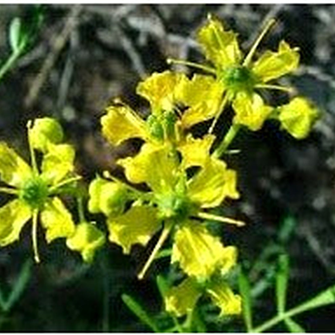 Heirloom Ruta Graveolens Flower Seeds Non-GMO for Garden Planting Medicinal Fragrant Blooms [neera-v5-e4cf4d4150450d196b09]