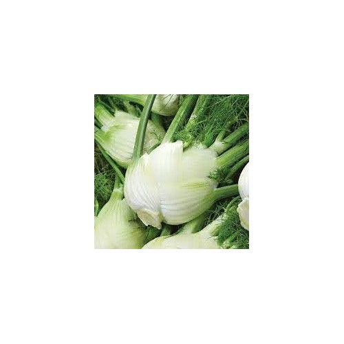 Florence Fennel Seeds for Planting [neera-v5-e4d0f458da066d97cb37]