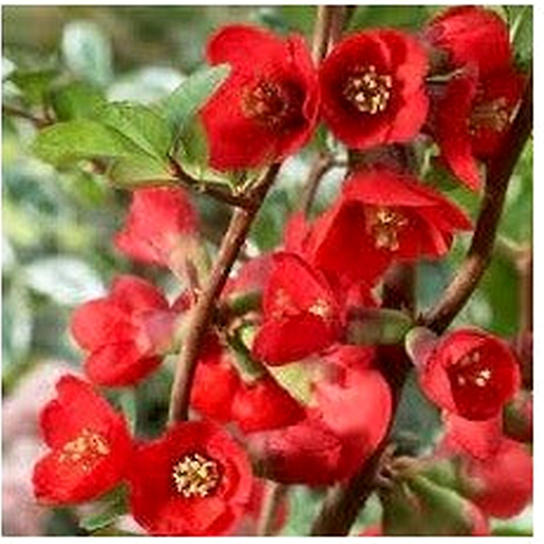Organic Heirloom Chaenomeles Flower Seeds for Planting [neera-v5-e4e47f1fdaaa665b03b4]