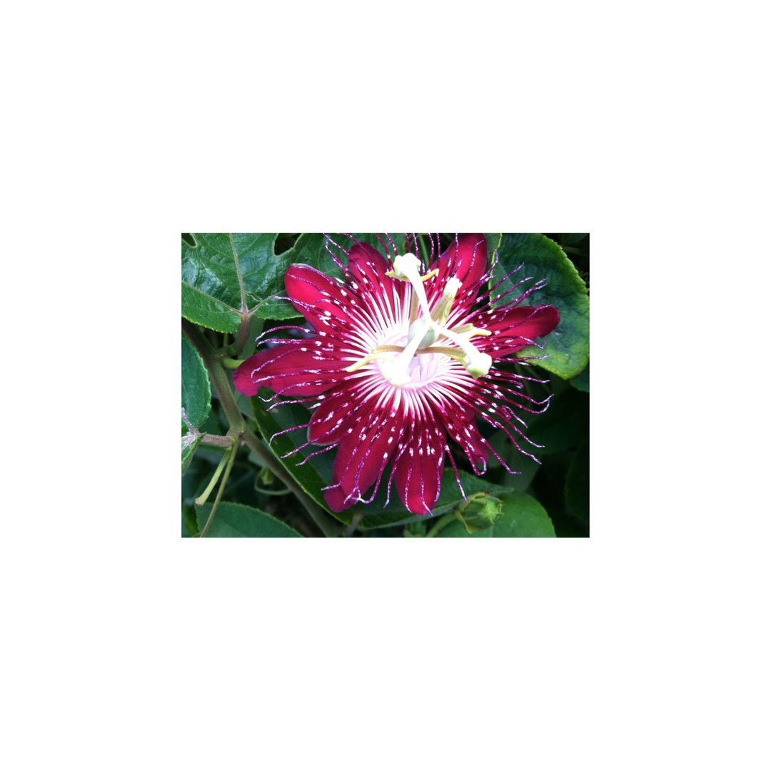 Heirloom Passion Flower Non Gmo Exotic Vining Blooms Tropical Garden Planting Flower Seeds [neera-v5-e4e49778d7b4d733b8ce]