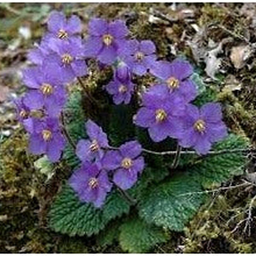 Organic Heirloom Ramonda Myconi Flower Seeds for Planting [neera-v5-e4e5174c0a6a9c264cd4]
