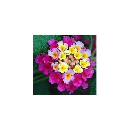 Mixed Rose &amp; Lantana Heirloom Non-GMO Seeds for Planting [neera-v5-e4eac73609ddca94442a]