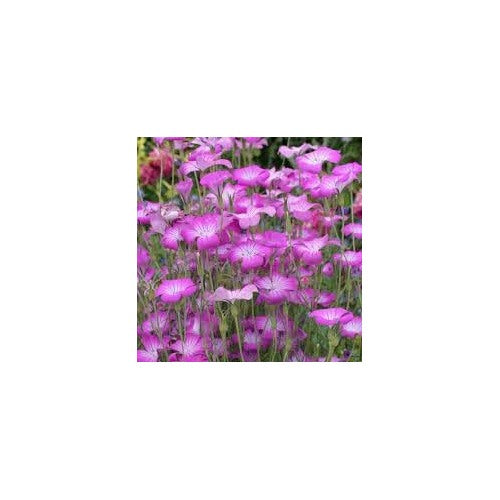 Heirloom Corncockle Flower Seeds, Non-GMO Graceful Wildflower Blooms for Cottage and Meadow Garden Planting [neera-v5-e4fa199dab7de50fe7cd]