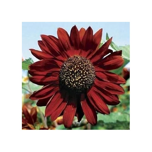 Maroon Sunflower Seeds for Planting [neera-v5-e4fcc5e303fc37c2387f]
