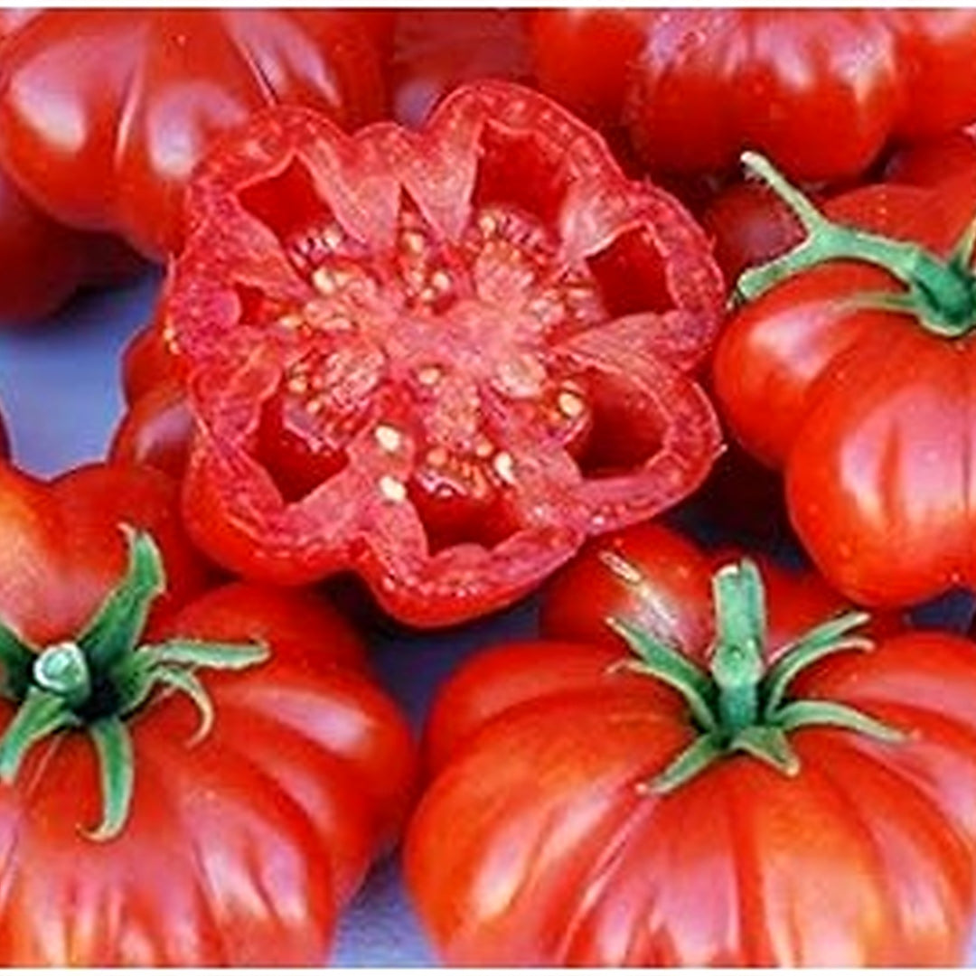 Red Sicilian Togetta Vegetable Seeds for Planting [neera-v5-e50c67e3717573aa61b3]