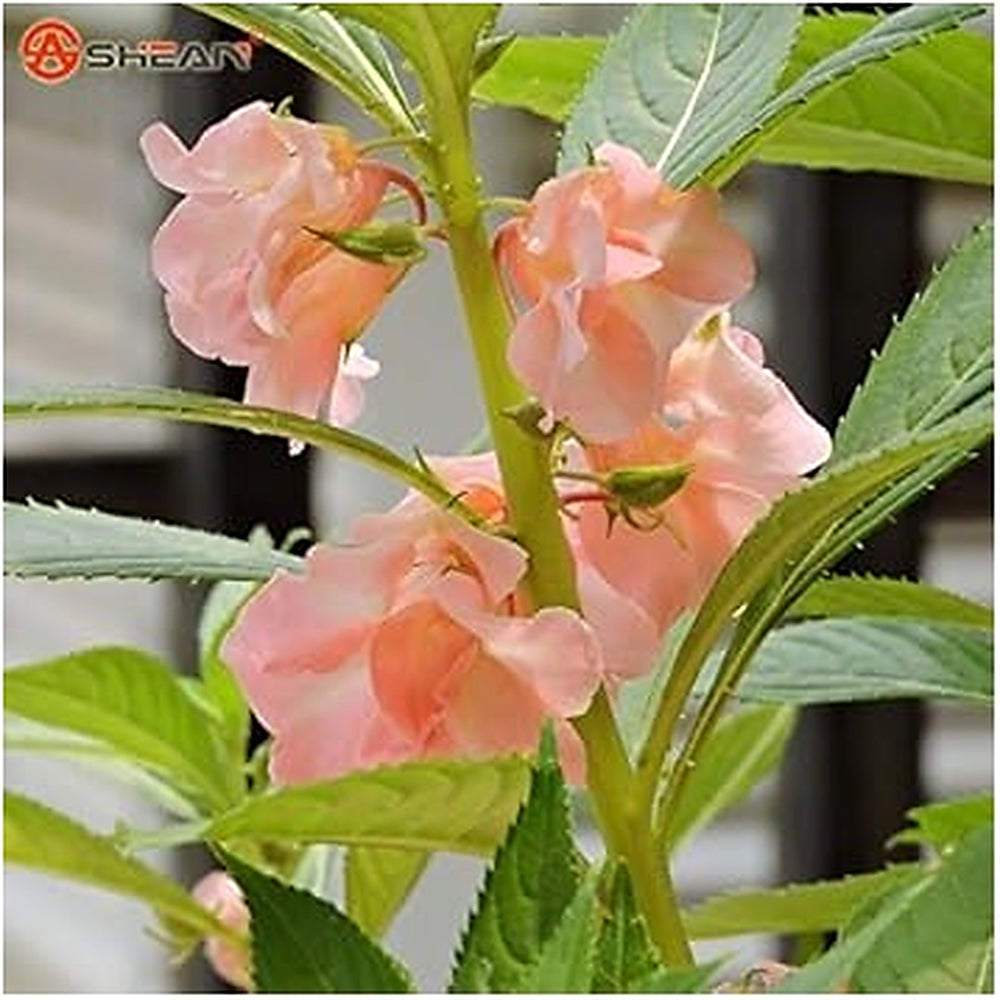 Heirloom Non-GMO Violet Balsam Flower Seeds for Garden Planting [neera-v5-e510c24c63e2a6f937fa]